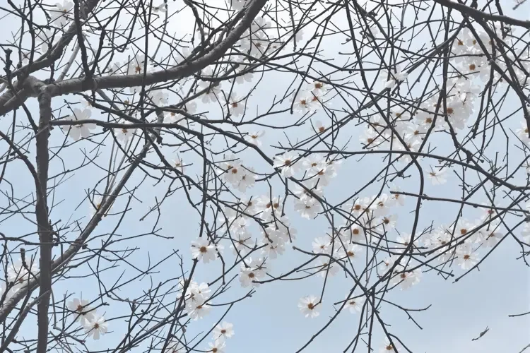 网络人物 - 退休教师「张奶奶」拍短视频讲国学，百万粉丝